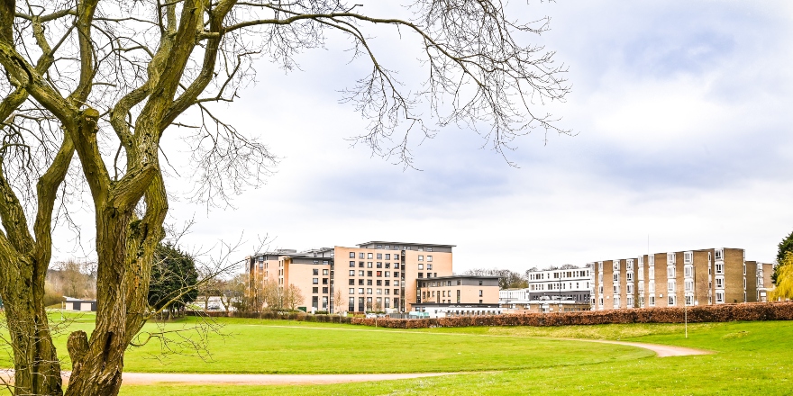 Brown tree green grass concrete buildings